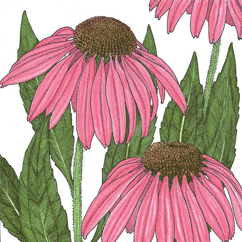 Coneflower, Purple (1/4 lb)
