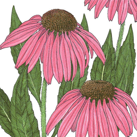 Coneflower, Purple (lb)