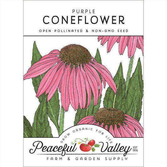 Coneflower, Purple (pack)