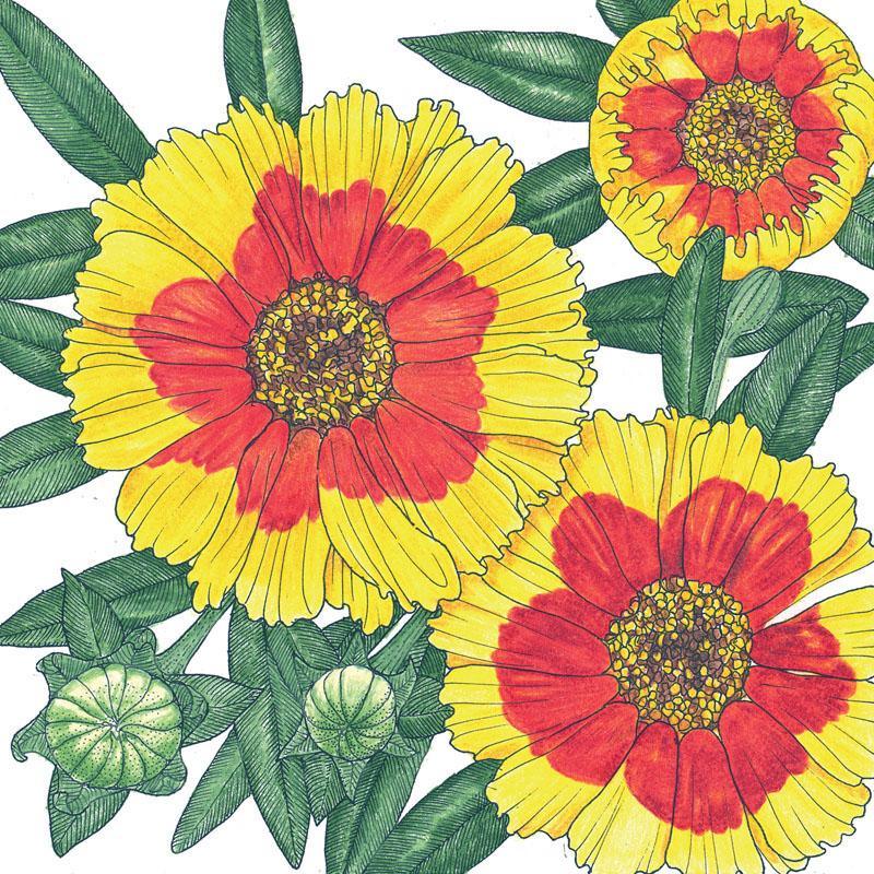 Coreopsis, Plains (1/4 lb)