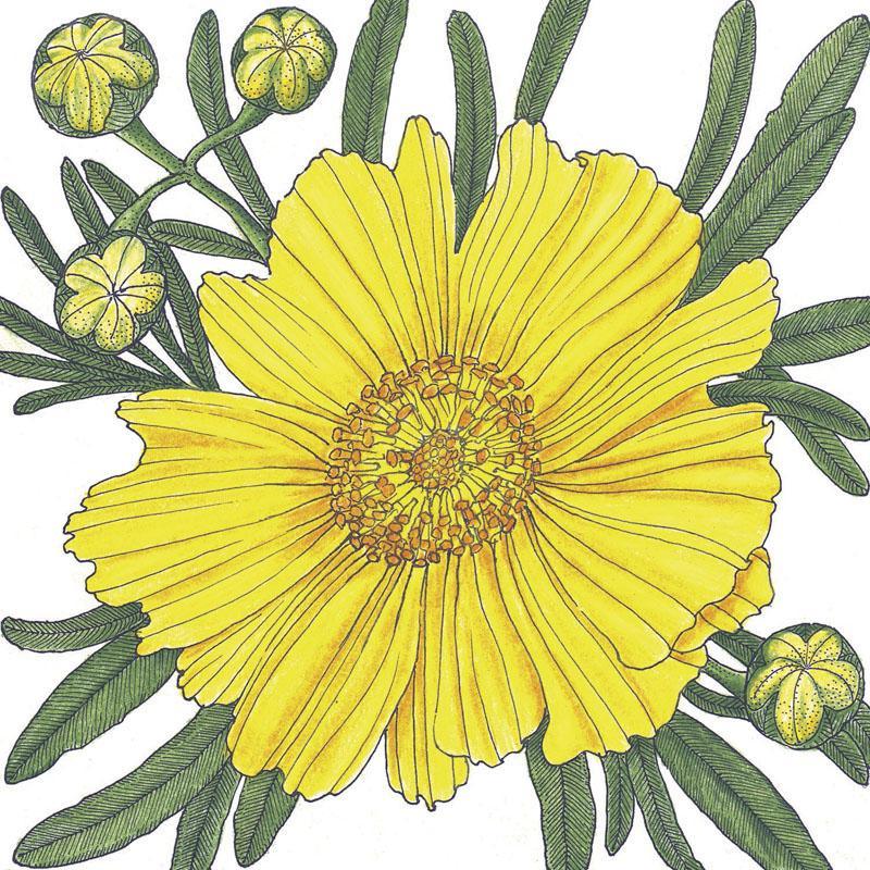 Coreopsis, Tall Lance-Leaved (1/4 lb)