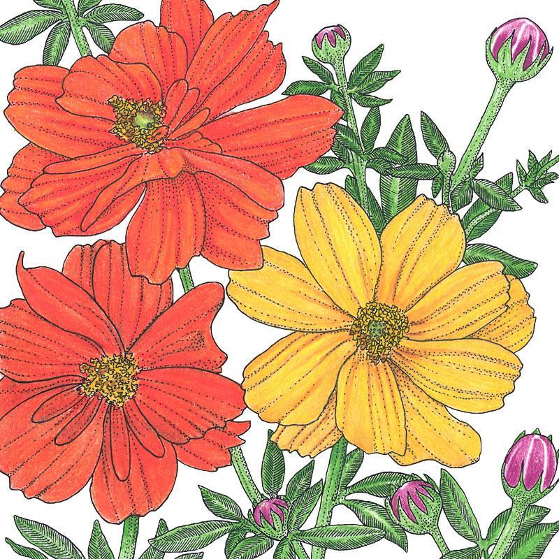 Cosmos, Bright Lights Mix (1/4 lb)