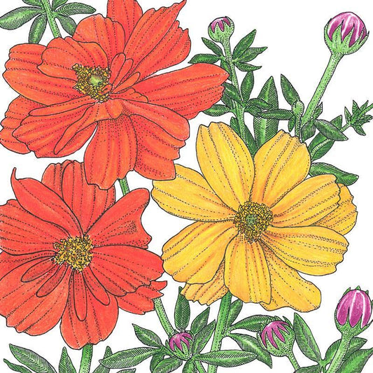 Cosmos, Bright Lights Mix (1/4 lb)