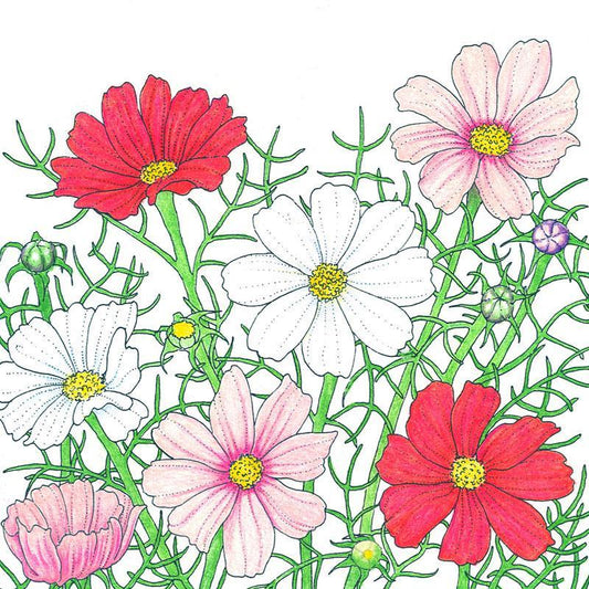 Cosmos, Sensation Mix (1/4 lb)