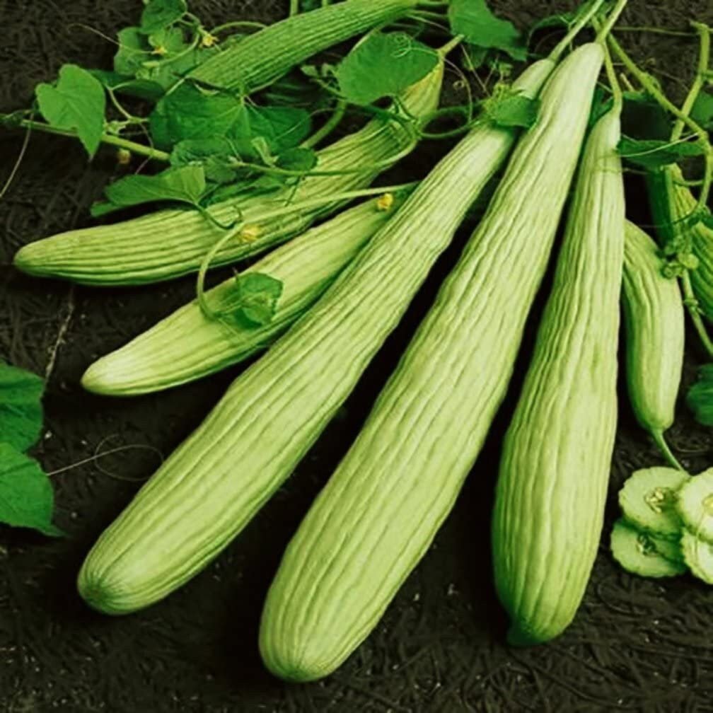 Cucumber Armenian Long - 10 Seeds - 70 Day Harvest Vegetable Heirloom Non GMO