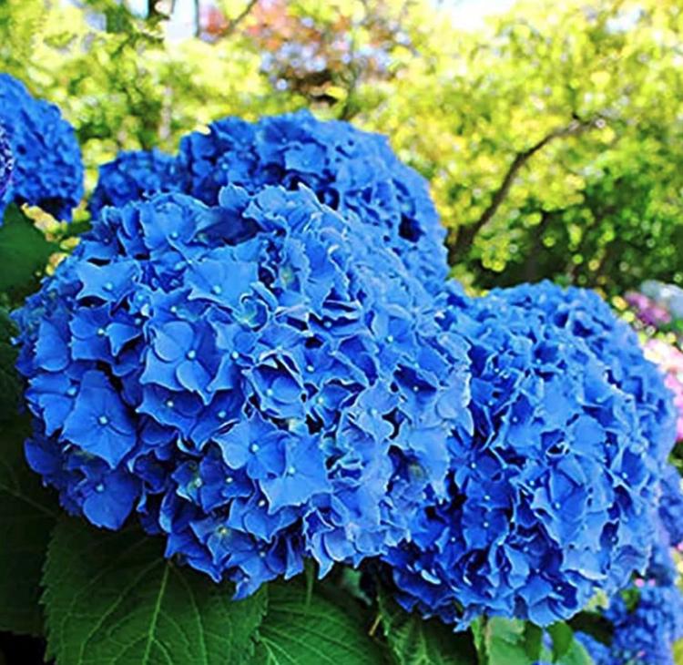 Dark Blue Hydrangea Seeds - Beautiful Attractive Showy and Hardy Perennial Flowers