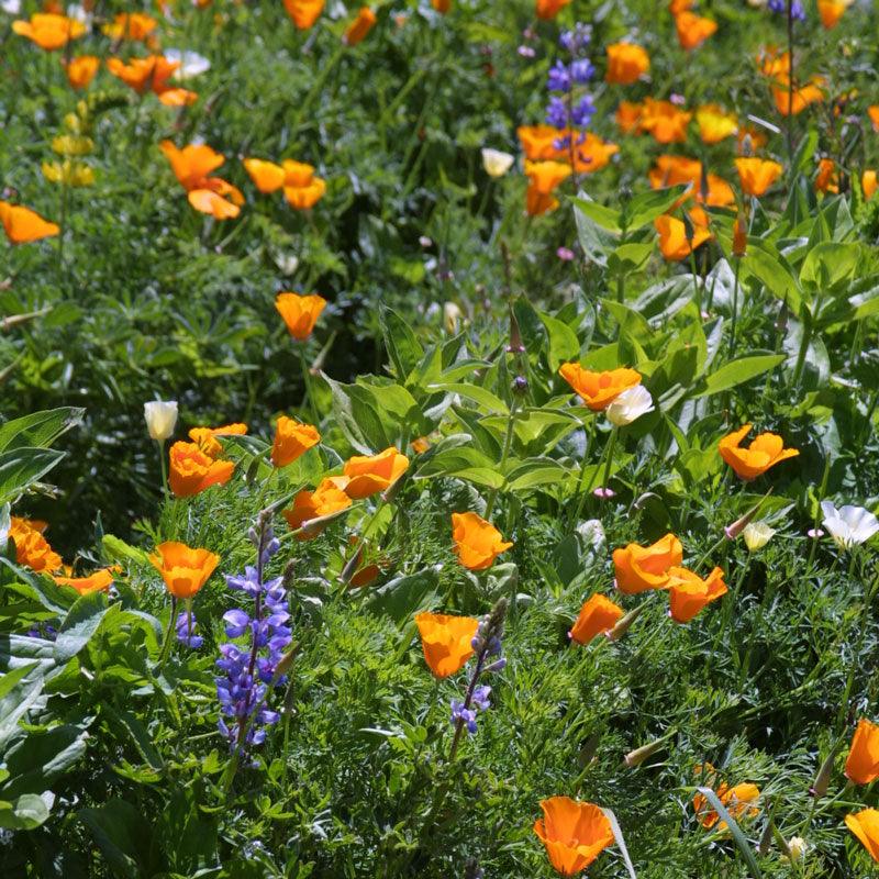 Deer Proof Garden Wildflower Mix (lb)