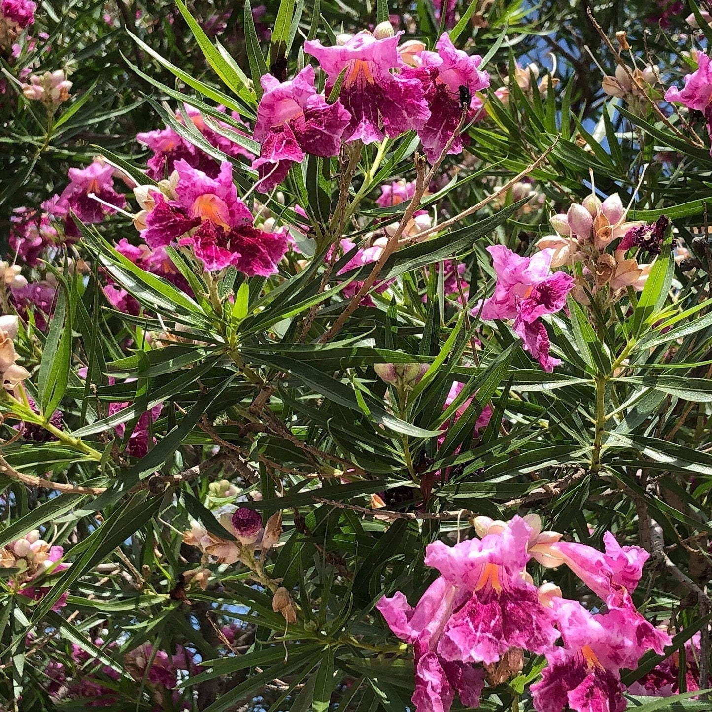 Desert Willow Tree Seeds -  Chilopsis Linearis, Large Pink Flowers, Fast Growing