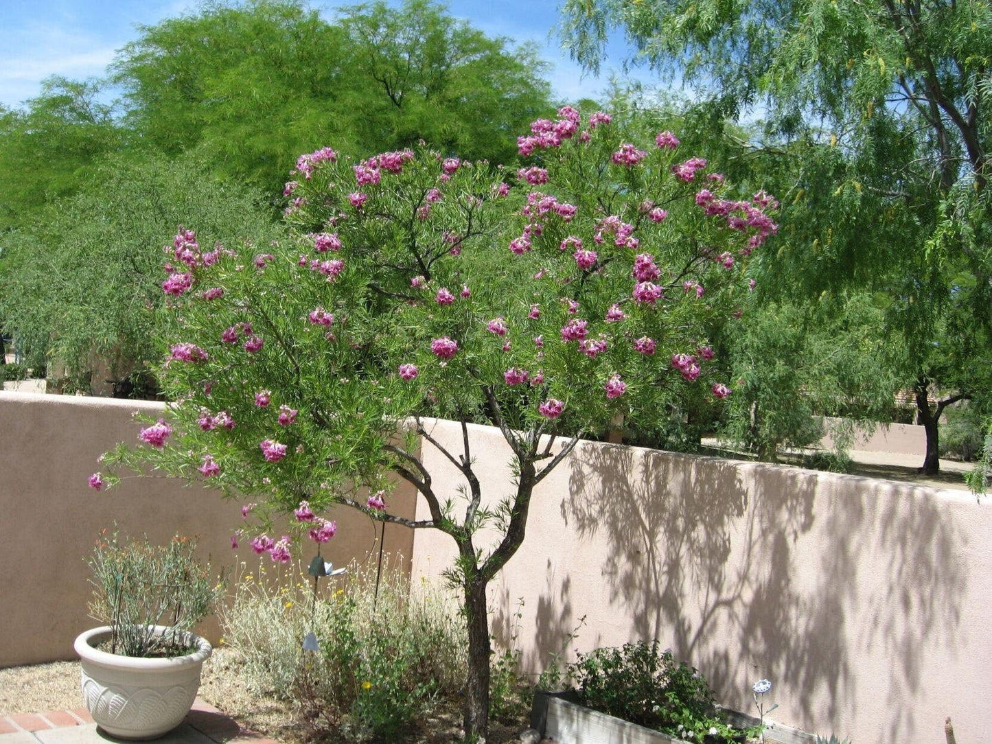 Desert Willow Tree Seeds -  Chilopsis Linearis, Large Pink Flowers, Fast Growing