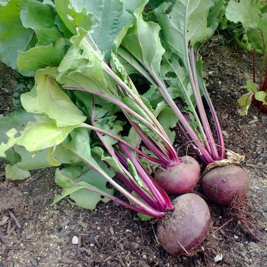Detroit Dark Red Beet Seeds (Organic)