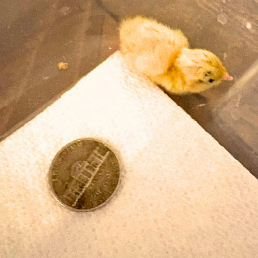 Button Quail Eggs -Eggs for Hatching or Snakes