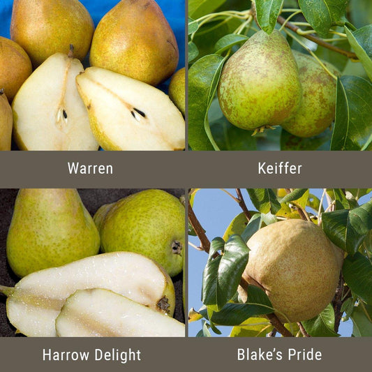 Disease Resistant Pears, 4 on 1 Multi Grafted Fruit Tree