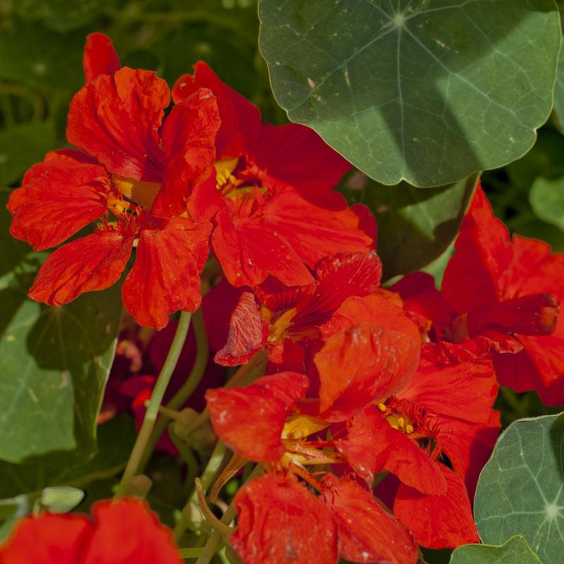 Nasturtium, Dwarf Jewel Mix (pack)