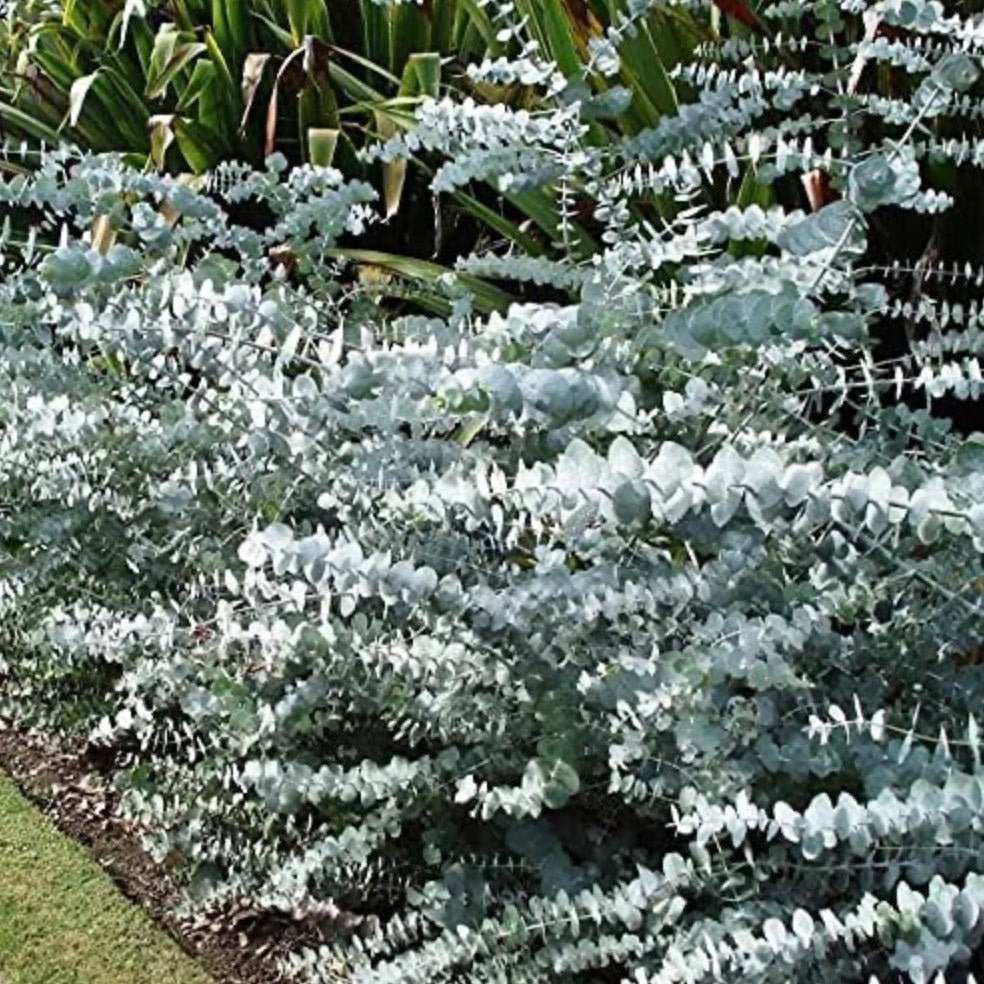 Eucalyptus Pulverulenta Baby Blue Seeds - Silver Leaved Mountain Gum - Powdered Gum - Mountain Silver Seeds - Rare and Viable Seeds