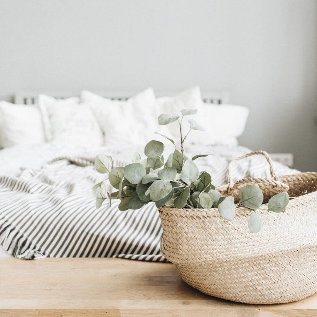 Eucalyptus Pulverulenta Baby Blue Seeds - Silver Leaved Mountain Gum - Powdered Gum - Mountain Silver Seeds - Rare and Viable Seeds