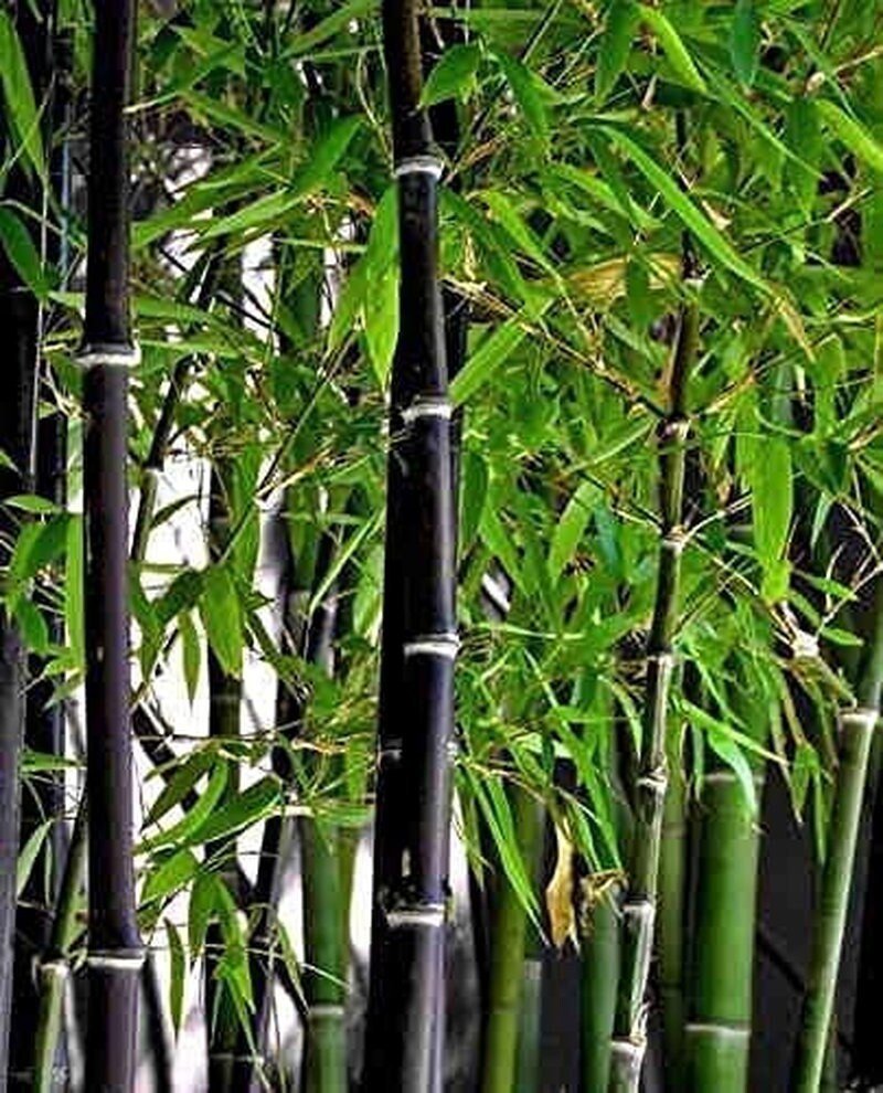 Exotic Black Bamboo - 300 Seeds - Ornamental Plant Privacy Screen