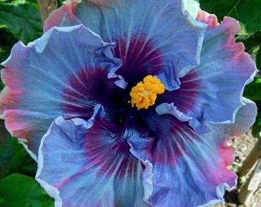 Fairy Dust Hibiscus Seeds - Perennial Flower Seed