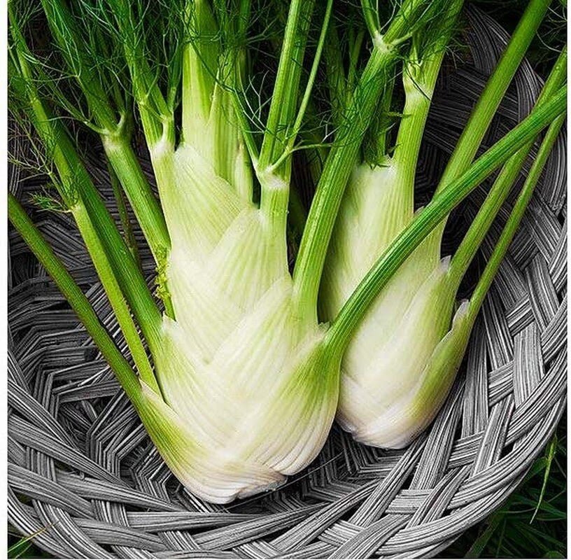 Fennel Florence - 200 Seeds - Non-Gmo Heirloom