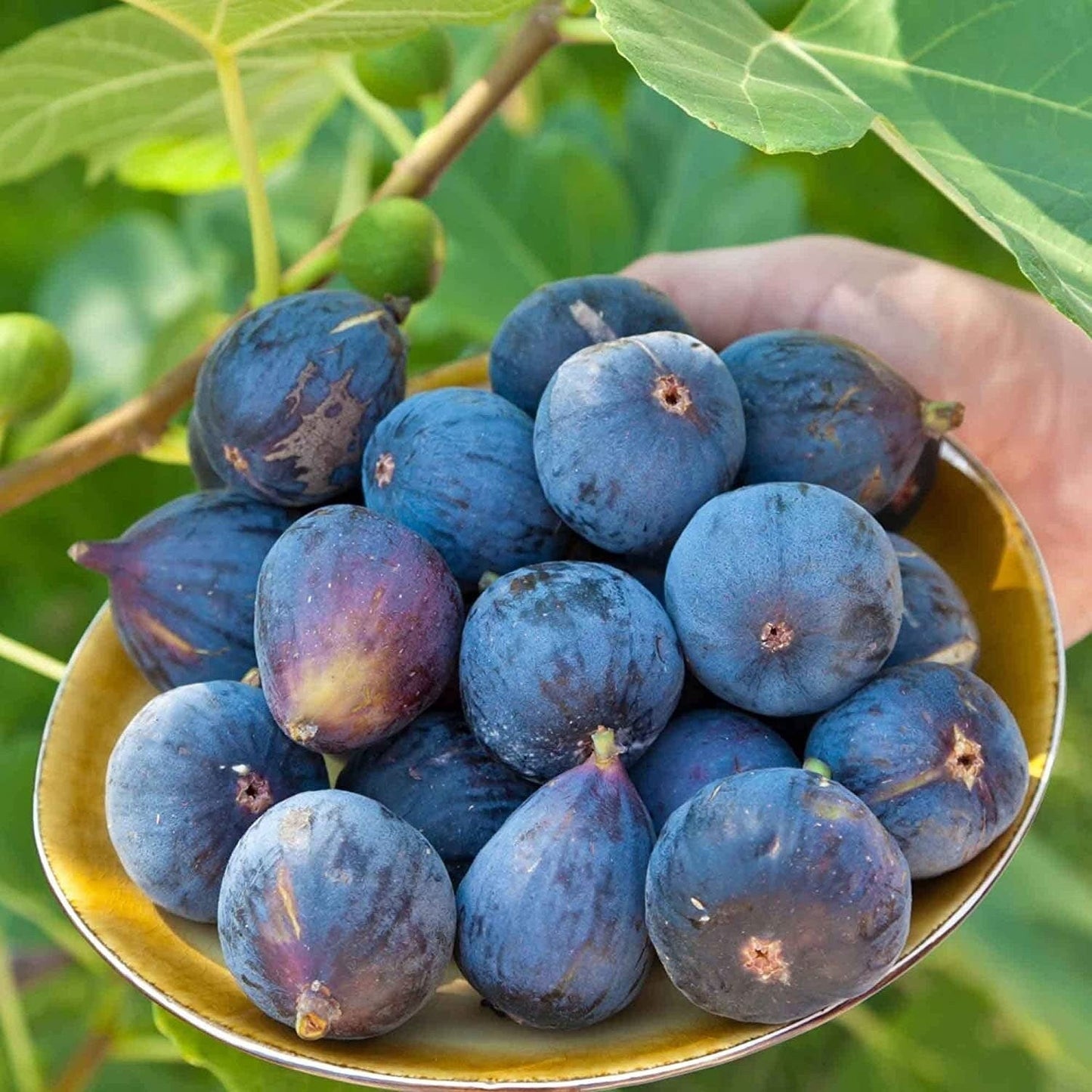 Ficus Carica Fig - 100 Seeds - Sweet Fruit Shrub Tree