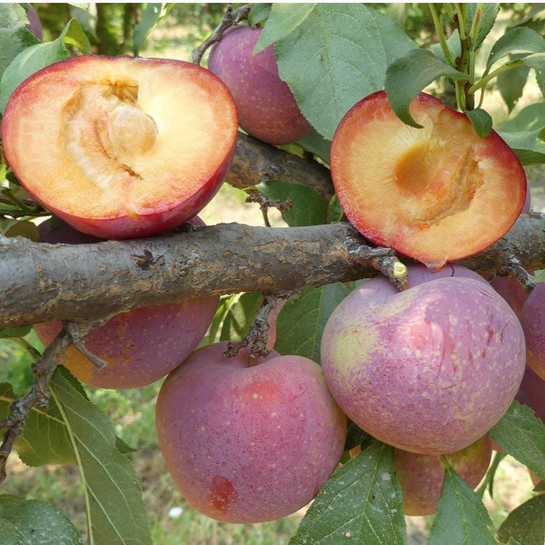 Flavor King Pluot Tree