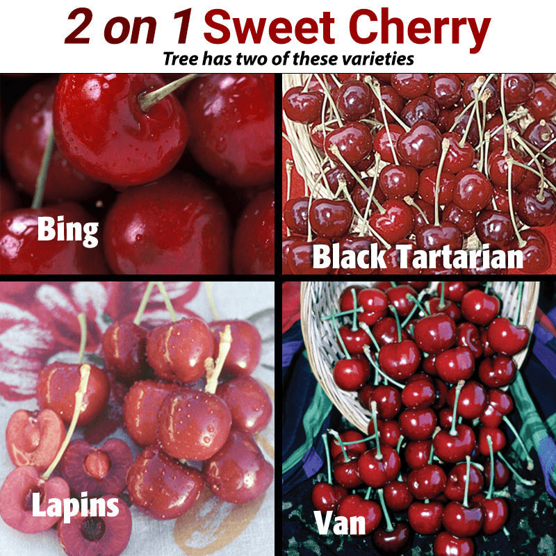Sweet Cherry, 2 on 1 Multi Grafted Fruit Tree