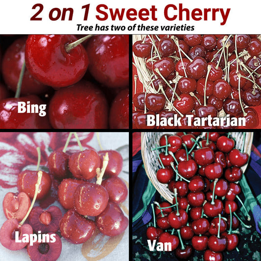 Sweet Cherry, 2 on 1 Multi Grafted Fruit Tree