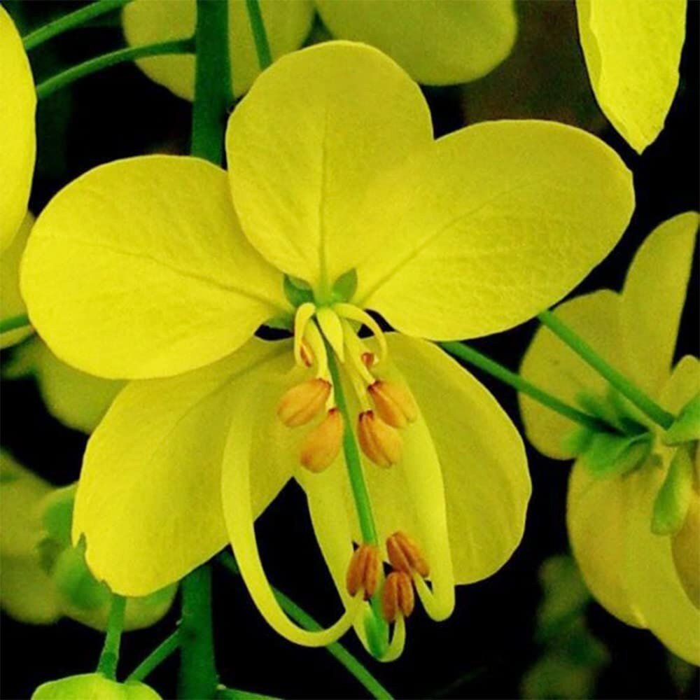 Golden Shower Tree - 10 Seeds - Purging Cassia Fistula Indian Laburnum Pudding-Pipe Tree