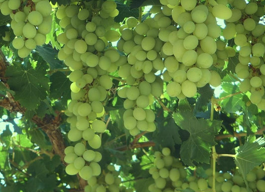 Green Heirloom Grape Seeds - Non GMO - Sweet Fruit