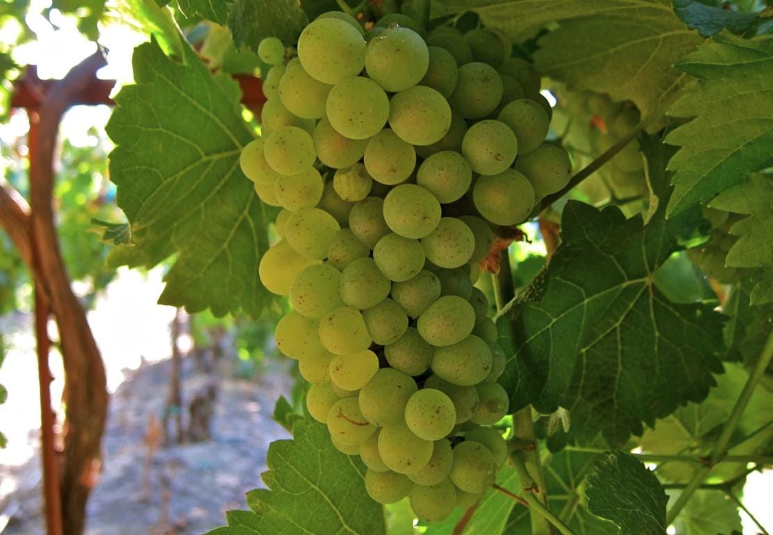 Green Heirloom Grape Seeds - Non GMO - Sweet Fruit