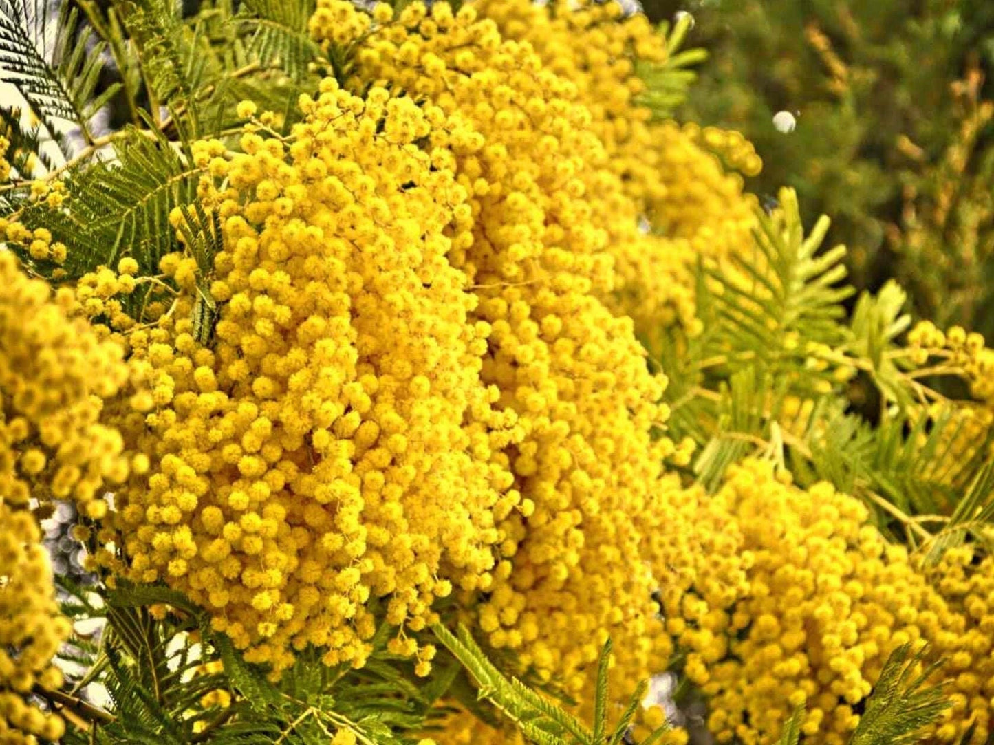 Hawaiian Mimosa Seeds - Tropical Tree, Miracle Tree, Wild Tamarind, Lead Tree, Fast Growing Large Tree