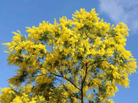 Hawaiian Mimosa Seeds - Tropical Tree, Miracle Tree, Wild Tamarind, Lead Tree, Fast Growing Large Tree