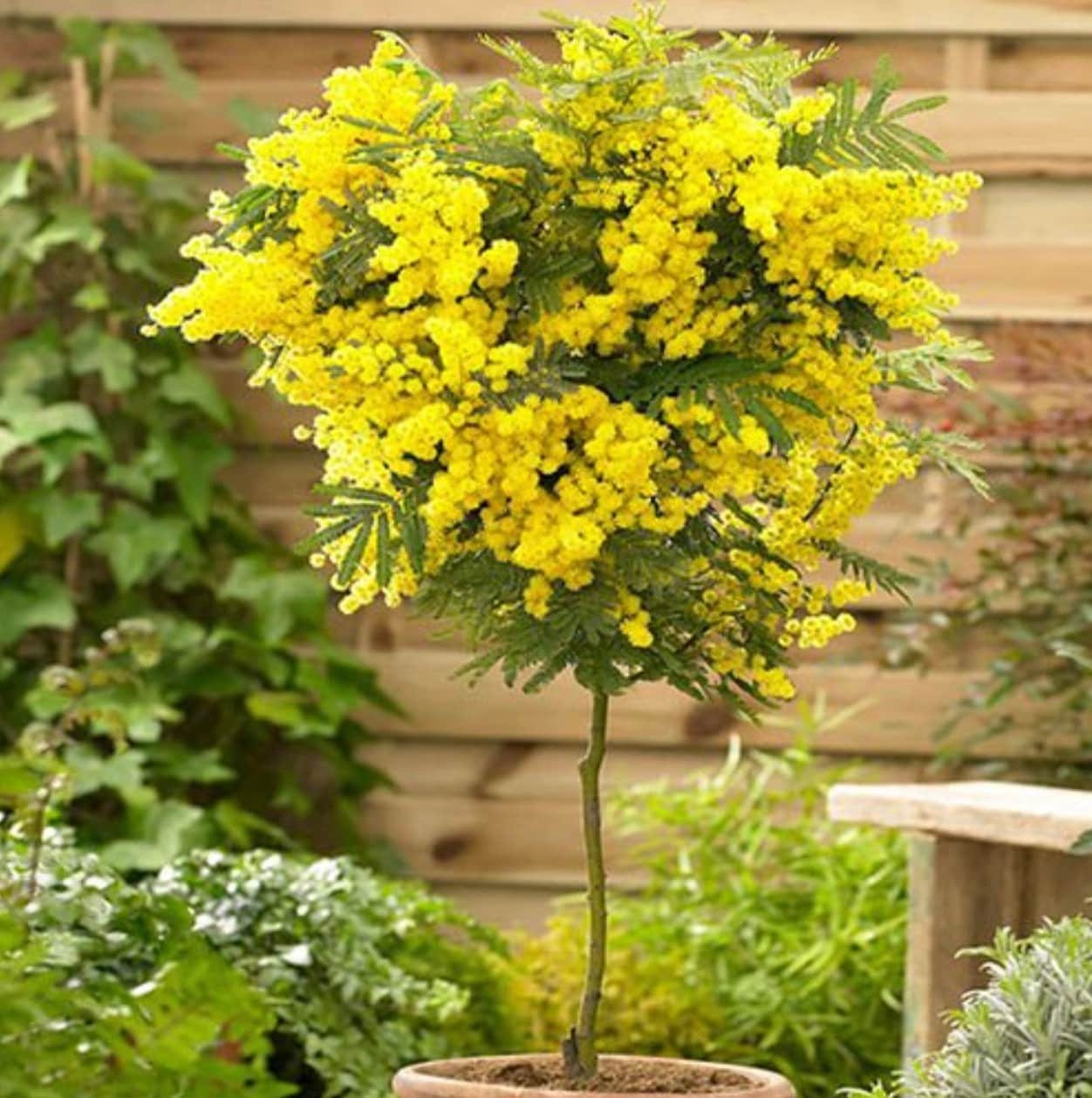 Hawaiian Mimosa Seeds - Tropical Tree, Miracle Tree, Wild Tamarind, Lead Tree, Fast Growing Large Tree