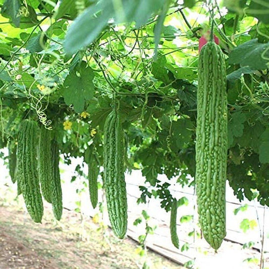 Heirloom Vegetable Green Balsam Pear Bitter Melon - 40 Seeds