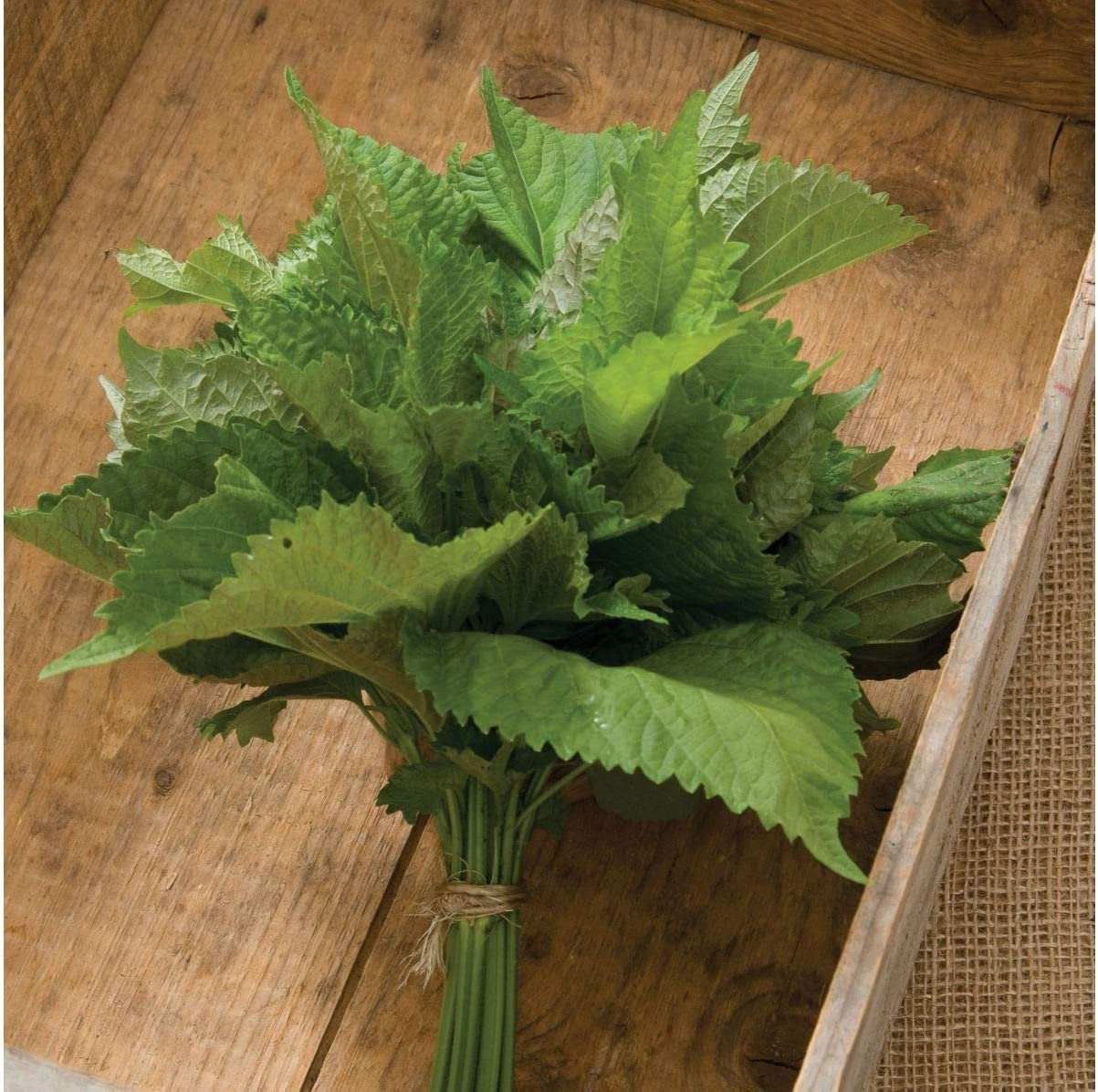 Herb Shiso Green - 200 Seeds -  Non-Gmo Heirloom