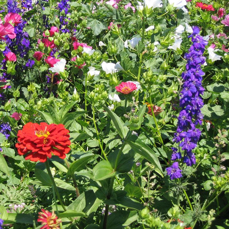 North American Hummingbird Garden Wildlower Mix (lb)
