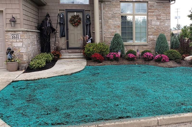 Freshly hydroseeded front lawn in Sheboygan County with green mulch slurry over prepared soil