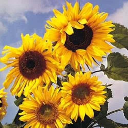 10 Early MAMMOTH RUSSIAN SUNFLOWER Helianthus Annuus Flower Seeds