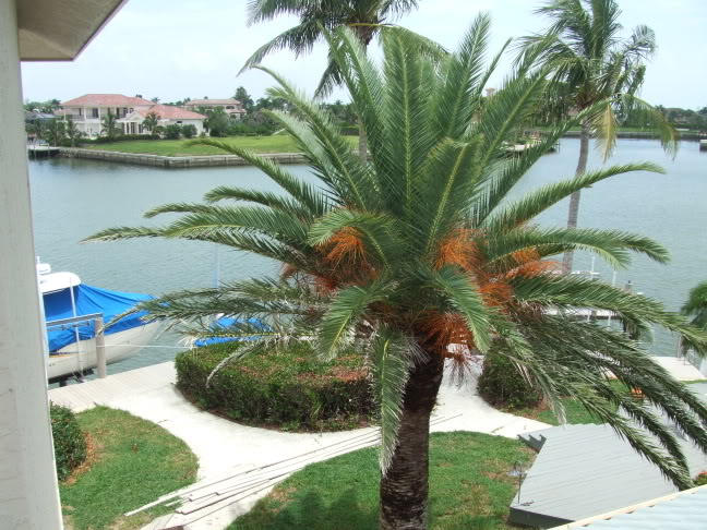 10 CANARY ISLAND Date PALM Phoenix Canariensis Tree Seeds