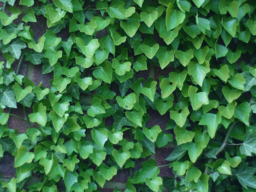 10 BOSTON IVY ( Bostonian Ivy / Wall Ivy ) Parthenocissus Tricuspidata Veitchii Vine Flower Seeds