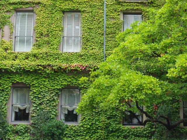 10 BOSTON IVY ( Bostonian Ivy / Wall Ivy ) Parthenocissus Tricuspidata Veitchii Vine Flower Seeds