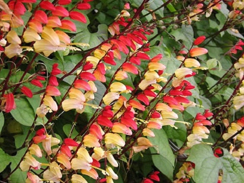10 FIRECRACKER VINE Flower Mina Lobata Exotic Love Spanish Flag Ipomoea Seeds