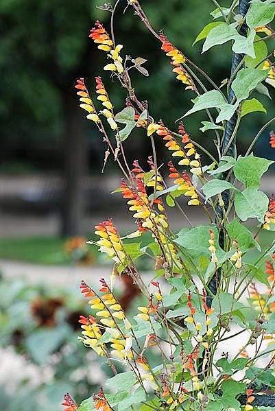 10 FIRECRACKER VINE Flower Mina Lobata Exotic Love Spanish Flag Ipomoea Seeds