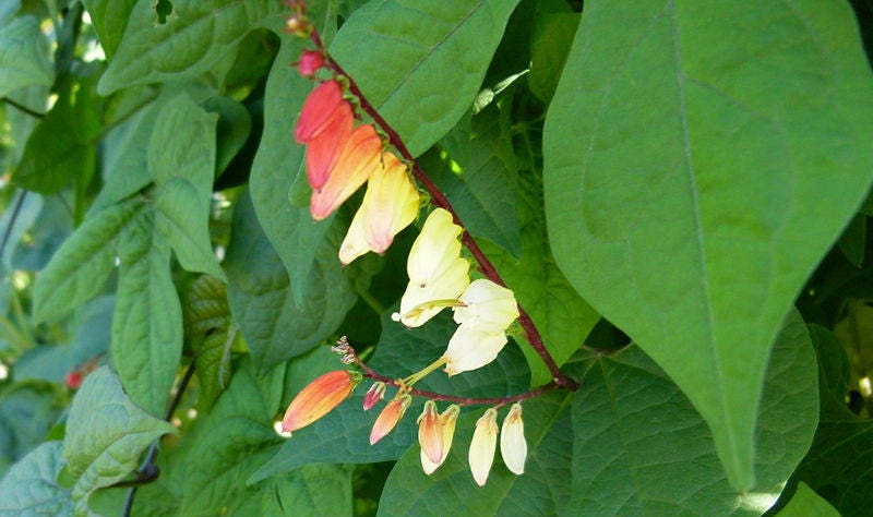 10 FIRECRACKER VINE Flower Mina Lobata Exotic Love Spanish Flag Ipomoea Seeds