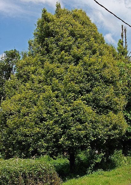 1 NUTMEG TREE Seed Myristica Fragrans Pala MACE Fruit Nut Pumpkin Pie Spice