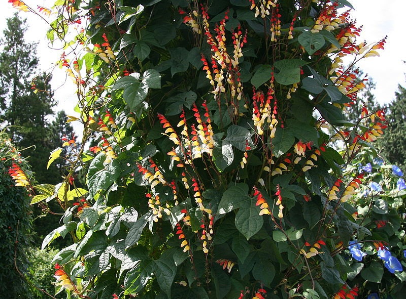 10 FIRECRACKER VINE Flower Mina Lobata Exotic Love Spanish Flag Ipomoea Seeds