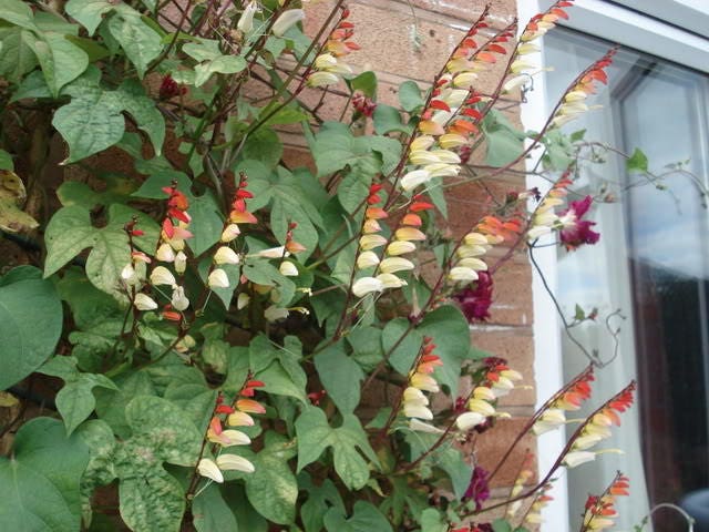 10 FIRECRACKER VINE Flower Mina Lobata Exotic Love Spanish Flag Ipomoea Seeds
