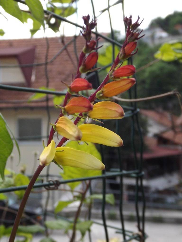 10 FIRECRACKER VINE Flower Mina Lobata Exotic Love Spanish Flag Ipomoea Seeds