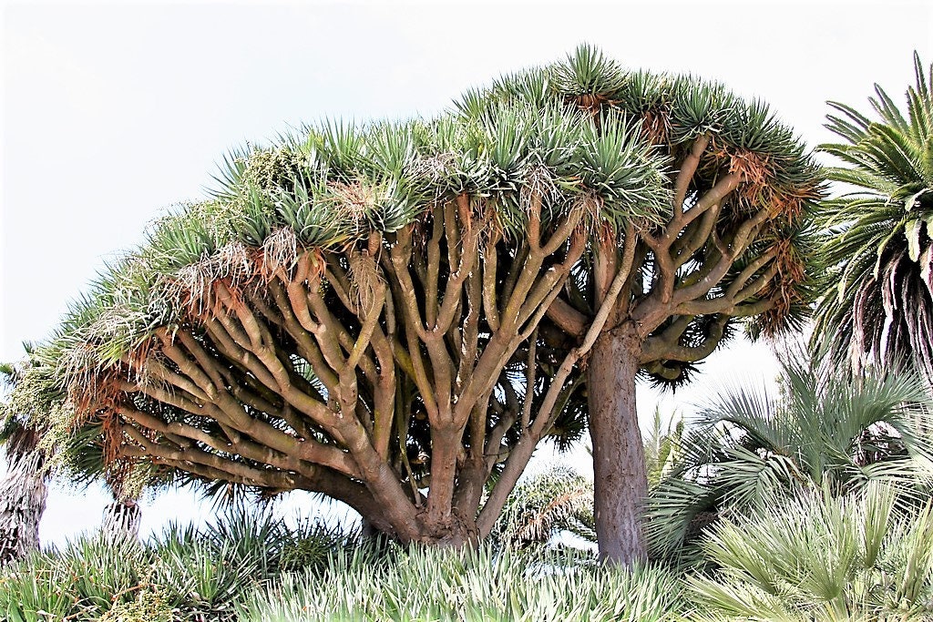 10 DRAGON TREE Dracaena Draco Canary Island Drago Blood Asparagus Yucca Evergreen Succulent Houseplant Orange Berry White Flower Seeds