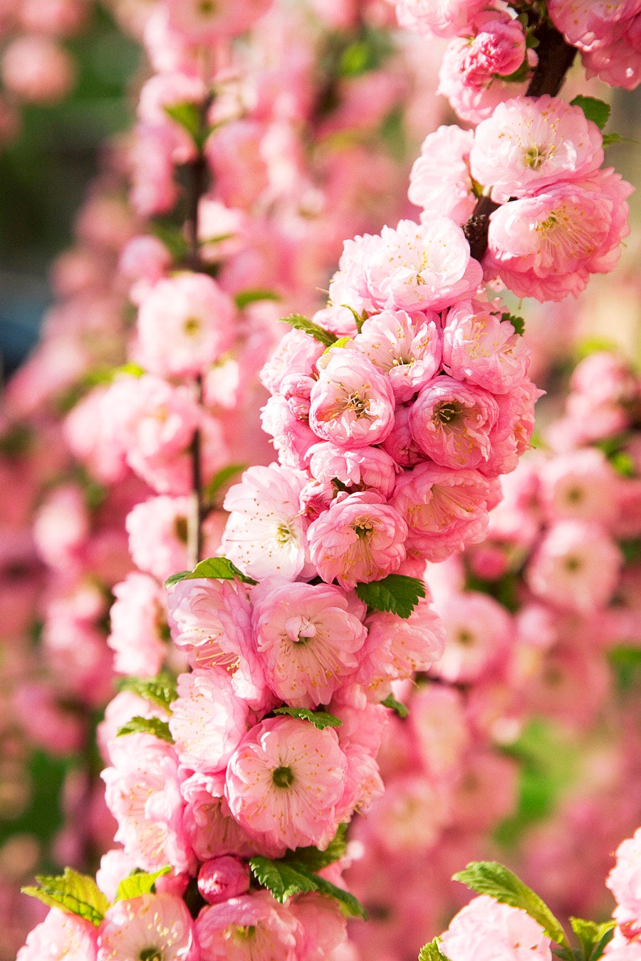 10 FLOWERING ALMOND Prunus Triloba aka Flowering Plum & Rose Tree Fragrant Double Pink Flower Shrub Seeds