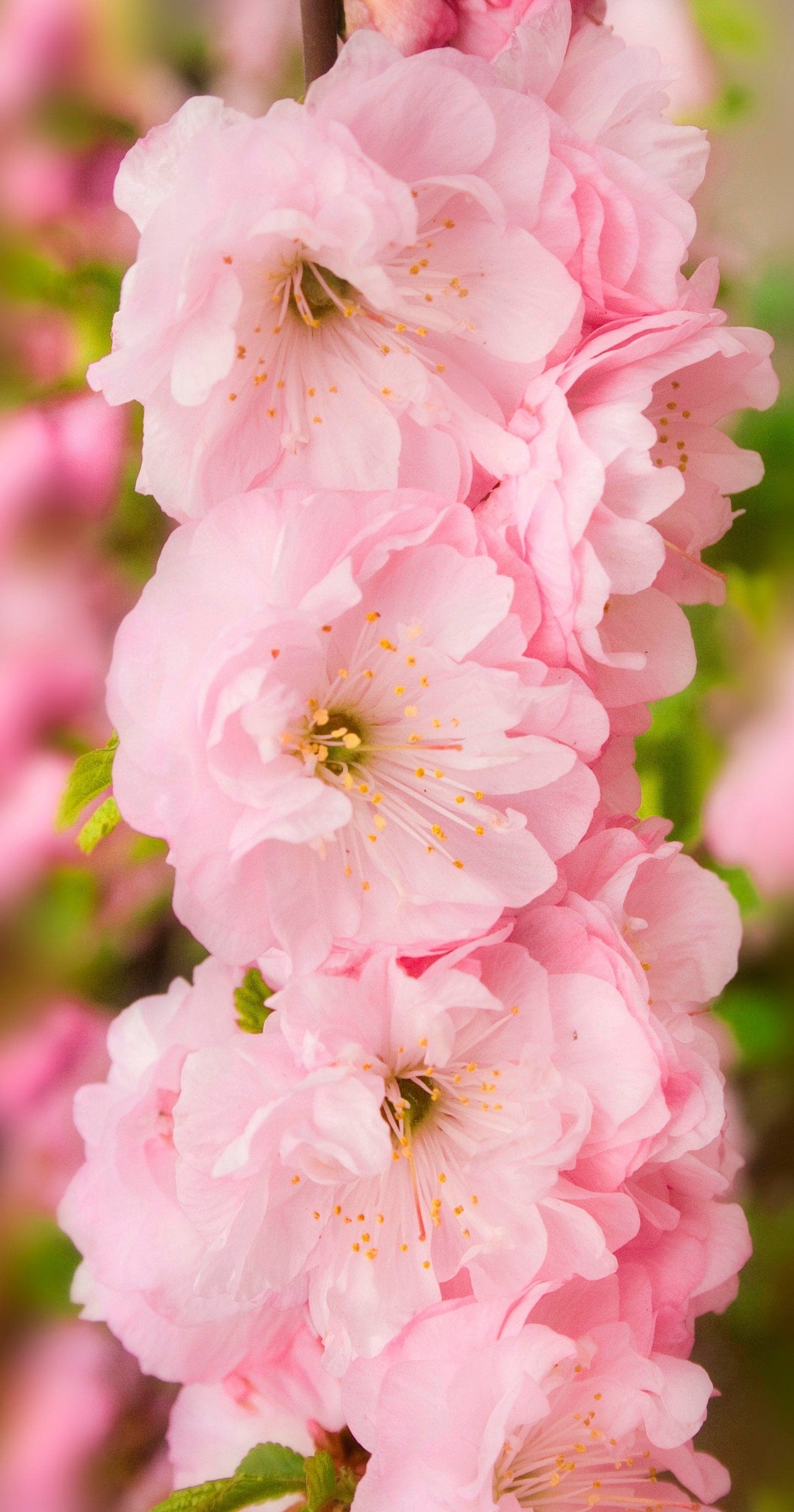 10 FLOWERING ALMOND Prunus Triloba aka Flowering Plum & Rose Tree Fragrant Double Pink Flower Shrub Seeds